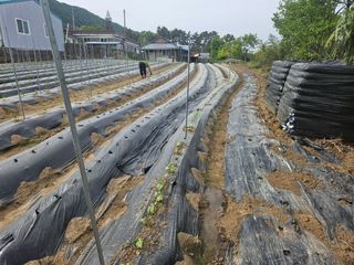 최철훈님의 감자 · 영농일지 작성글 사진
