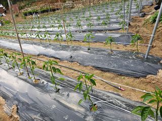 연모 자연의행복님의 고추 · 영농일지 작성글 사진