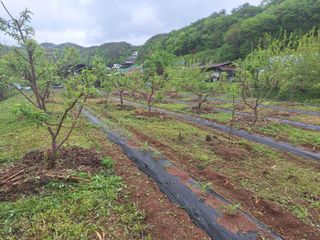 정희군님의 복숭아 · 영농일지 작성글 사진