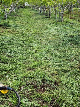 밀양달콤팜님의 감 · 영농일지 작성글 사진