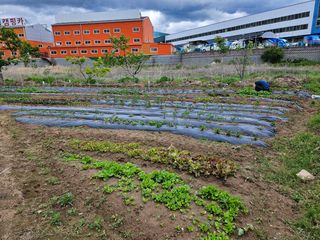 김영규님의 상추 · 영농일지 작성글 사진