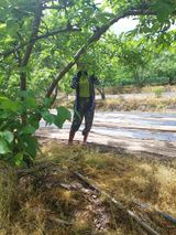 팜모닝 자두·영농일지 게시글 이미지