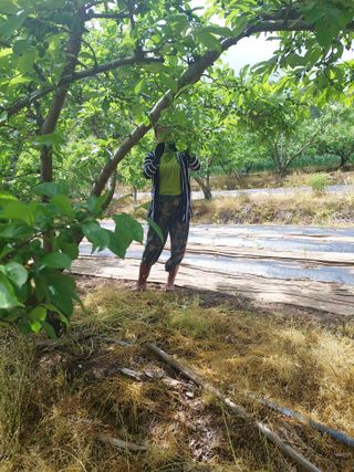 하나돌님의 자두 · 영농일지 작성글 사진