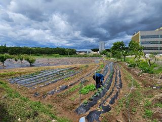 김영규님의 상추 · 영농일지 작성글 사진