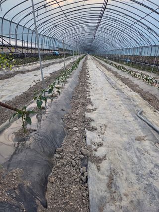 친환경아줌아님의 기타작물 · 영농일지 작성글 사진