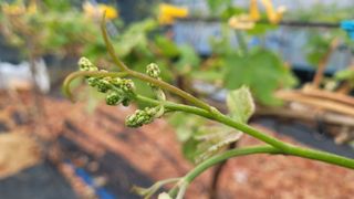 여우내 이순홍님의 포도 · 영농일지 작성글 사진