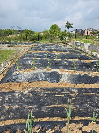 임기억님의 기타작물 · 영농일지 작성글 사진