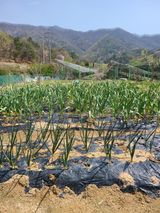 팜모닝 기타작물·영농일지 게시글 이미지