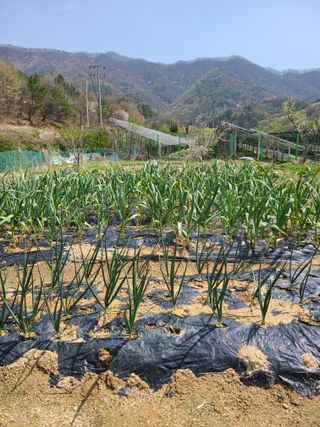 귤8640님의 기타작물 · 영농일지 작성글 사진