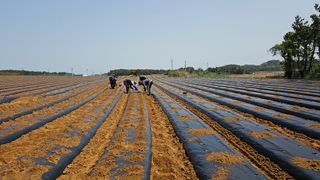 김은아님의 기타작물 · 영농일지 작성글 사진