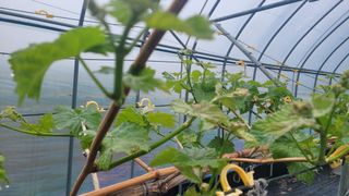 여우내 이순홍님의 포도 · 영농일지 작성글 사진