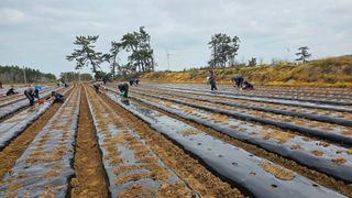 김은아님의 기타작물 · 영농일지 작성글 사진
