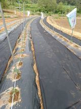 팜모닝 기타작물·영농일지 게시글 이미지