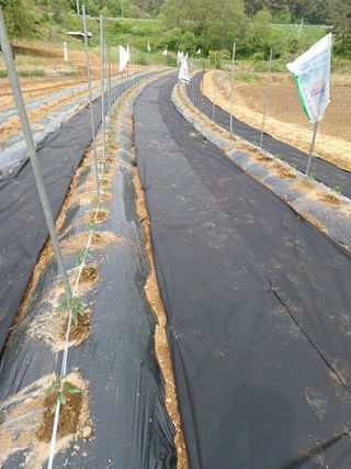 비호짱님의 기타작물 · 영농일지 작성글 사진