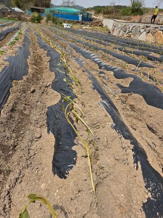 친환경아줌아님의 기타작물 · 영농일지 작성글 사진