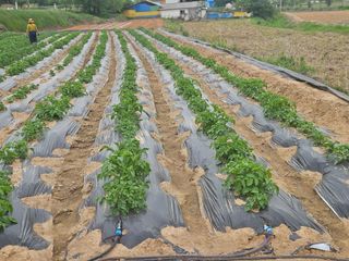 최철훈님의 감자 · 영농일지 작성글 사진