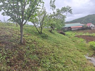 정희군님의 복숭아 · 영농일지 작성글 사진