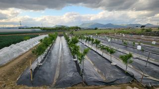 늘푸른 농장주님의 기타작물 · 영농일지 작성글 사진