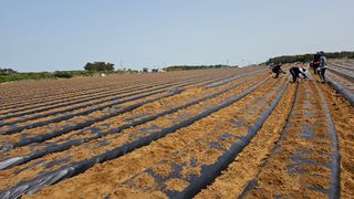 김은아님의 기타작물 · 영농일지 작성글 사진