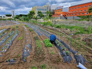 김영규님의 상추 · 영농일지 작성글 사진