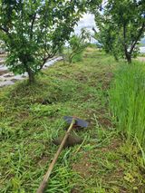 팜모닝 고추·영농일지 게시글 이미지