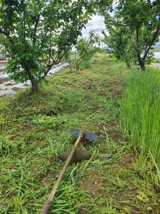 만청님의 고추 · 영농일지 작성글 사진