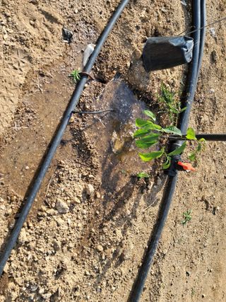 행운목꽃님의 기타작물 · 영농일지 작성글 사진