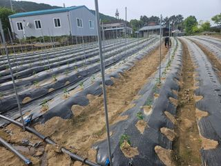 최철훈님의 감자 · 영농일지 작성글 사진