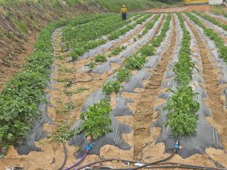 최철훈님의 감자 · 영농일지 작성글 사진