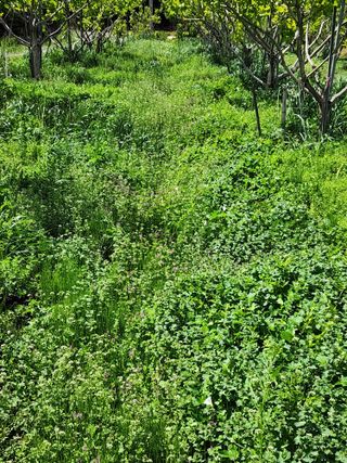 밀양달콤팜님의 감 · 영농일지 작성글 사진