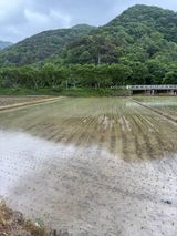 팜모닝 벼·영농일지 게시글 이미지