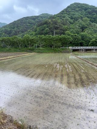 조준호님의 벼 · 영농일지 작성글 사진