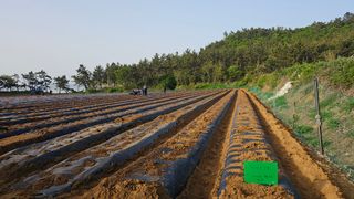 김은아님의 기타작물 · 영농일지 작성글 사진