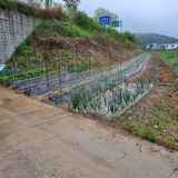 팜모닝 고추·영농일지 게시글 이미지