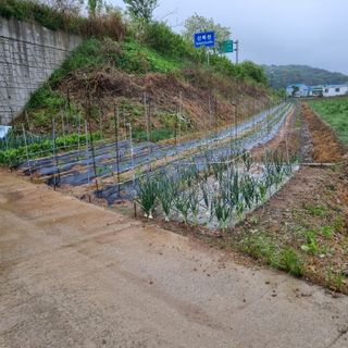 백현호님의 고추 · 영농일지 작성글 사진