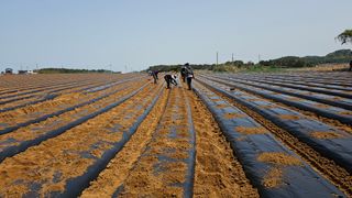 김은아님의 기타작물 · 영농일지 작성글 사진