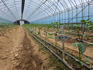 전봉우(채미농원)님의 기타작물 · 영농일지 작성글 사진