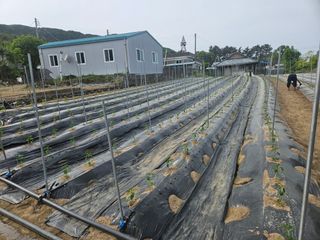 최철훈님의 감자 · 영농일지 작성글 사진