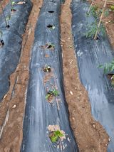 팜모닝 기타작물·영농일지 게시글 이미지