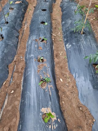 한정술님의 기타작물 · 영농일지 작성글 사진