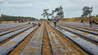 김은아님의 기타작물 · 영농일지 작성글 사진