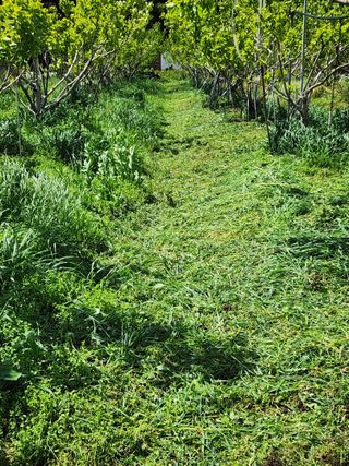 밀양달콤팜님의 감 · 영농일지 작성글 사진