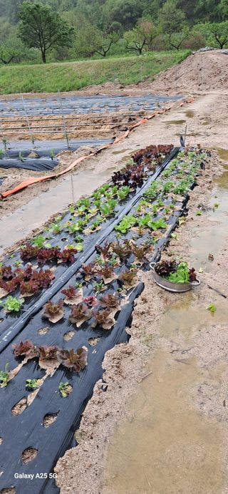 용기님의 상추 · 영농일지 작성글 사진