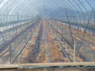 귀촌좋아....님의 고추 · 영농일지 작성글 사진