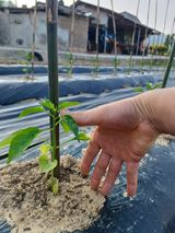 팜모닝 고추·영농일지 게시글 이미지