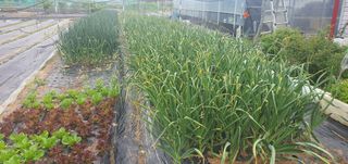 박상중님의 마늘 · 영농일지 작성글 사진