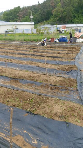 오정식님의 두릅 · 영농일지 작성글 사진