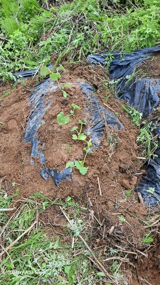 조연만님의 포도 · 영농일지 작성글 사진