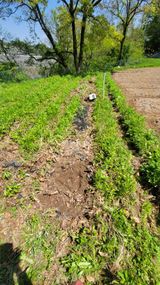 팜모닝 기타작물·영농일지 게시글 이미지