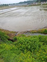 팜모닝 벼·영농일지 게시글 이미지